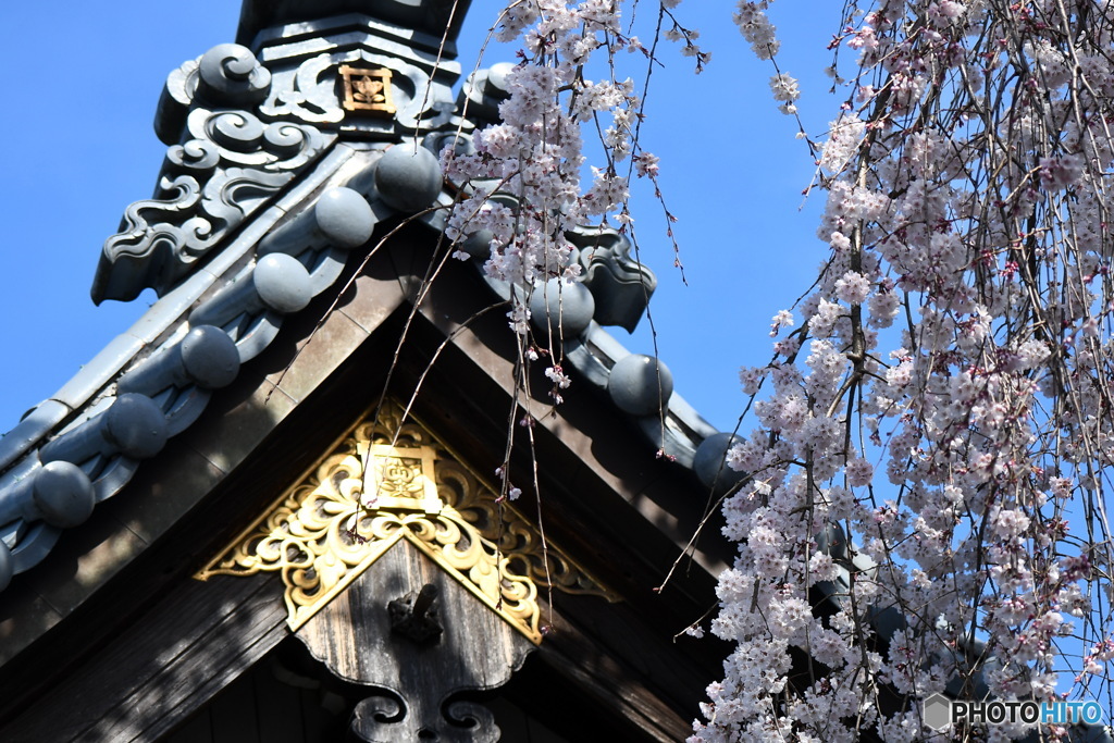 宏善寺の枝垂桜④