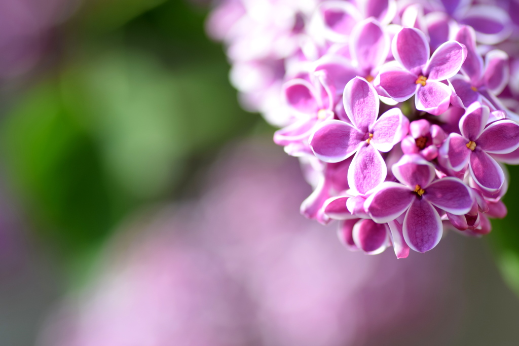 ライラックの花