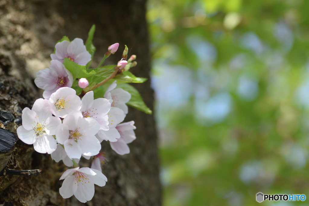 お堀の桜