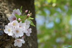 お堀の桜