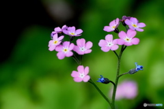 上のお花はピンクで、下は青い花？