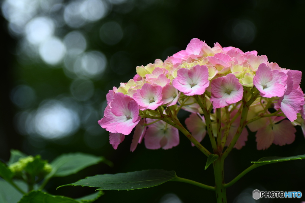 ピンクの紫陽花