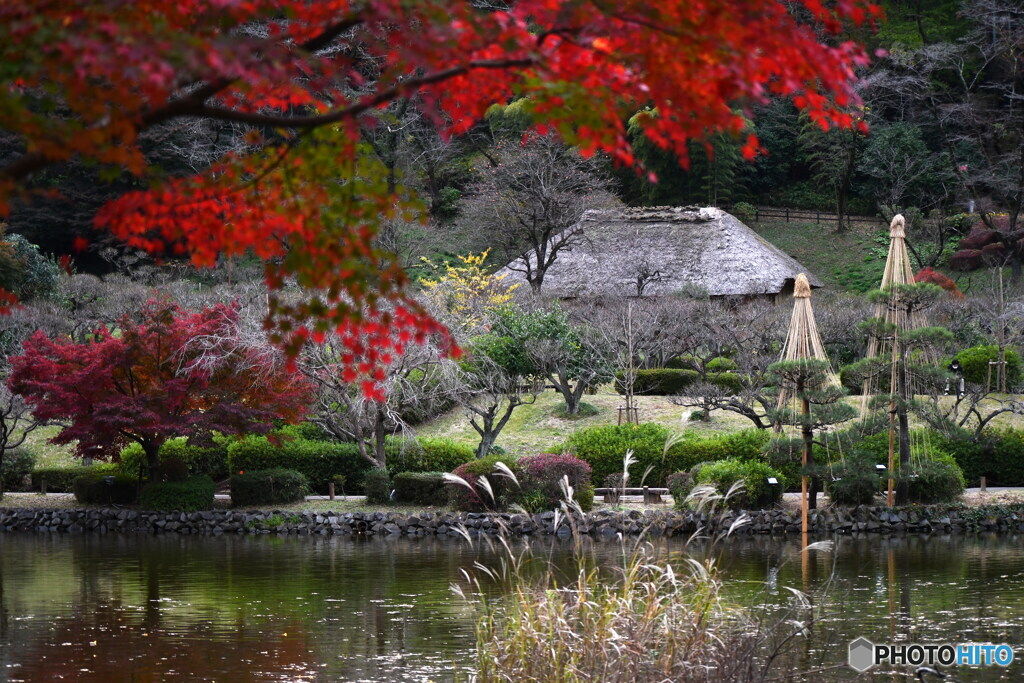 今日の薬師池公園