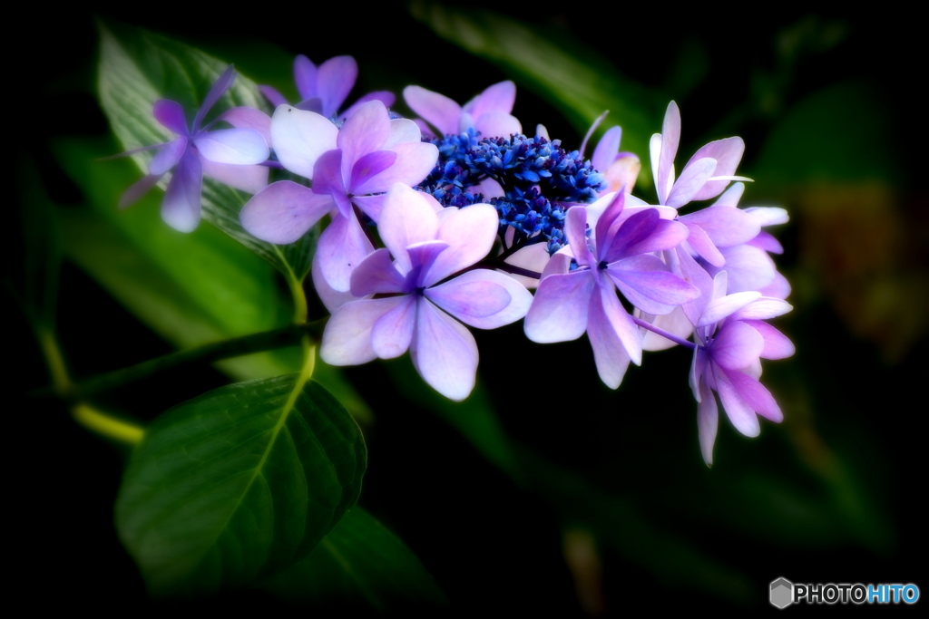 近所の紫陽花