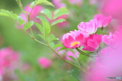 ピンクの薔薇②