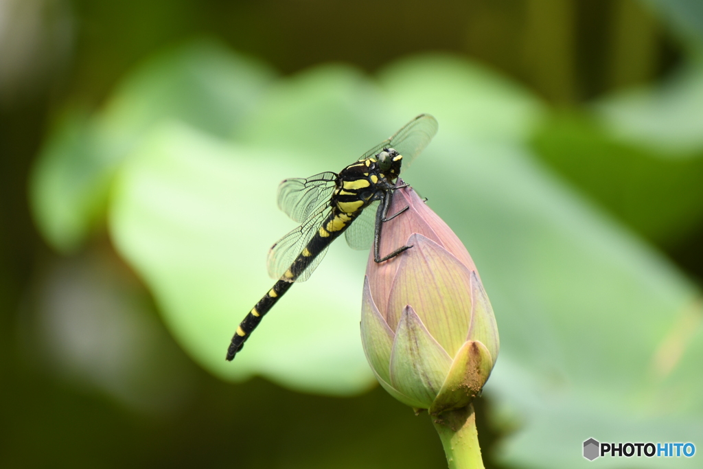 ここは私の指定席だよ