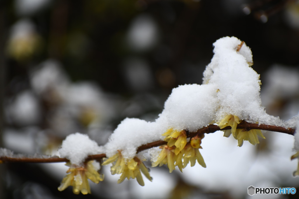 雪と蝋梅