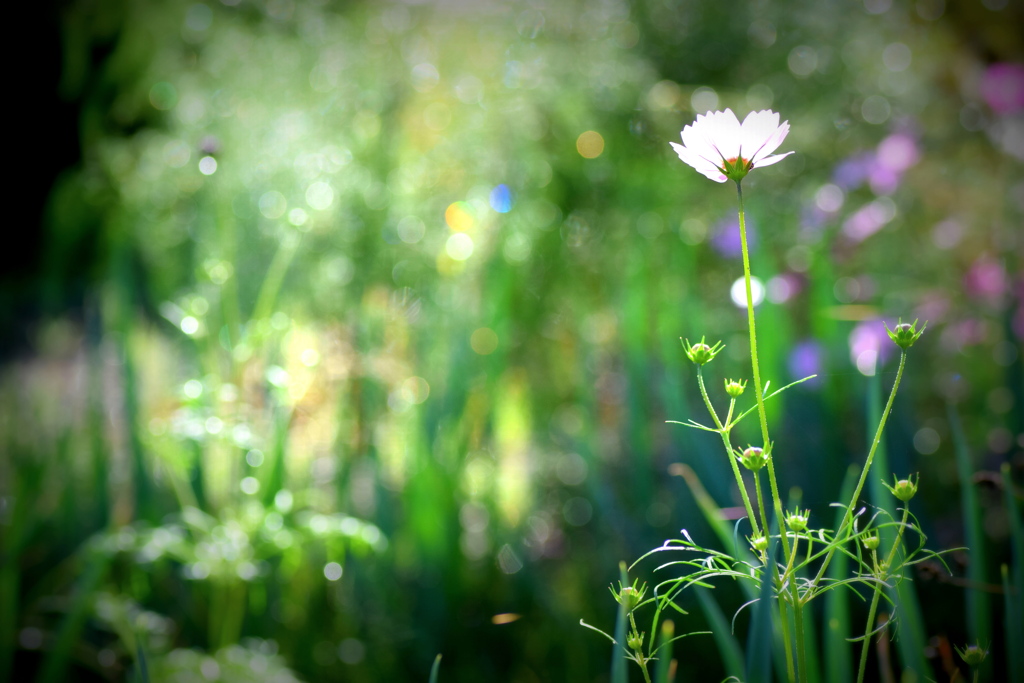 ネギ畑に コスモス