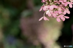 １０月の紫陽花