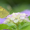 草色の蝶
