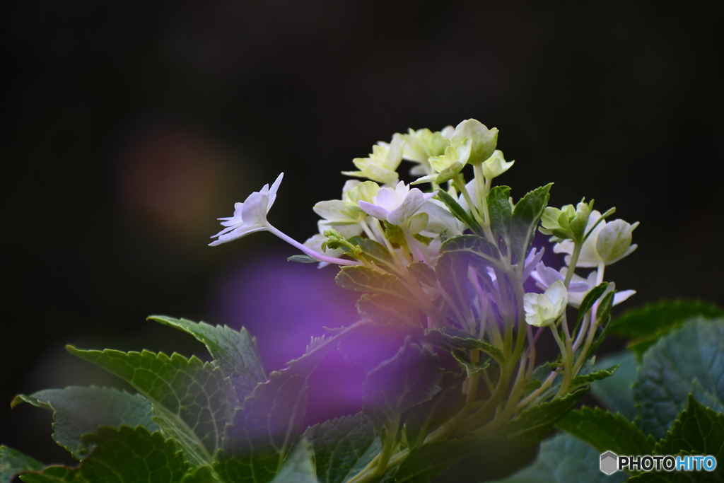 十月の紫陽花