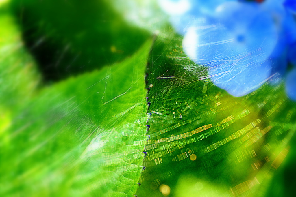 ７月９日　朝の公園