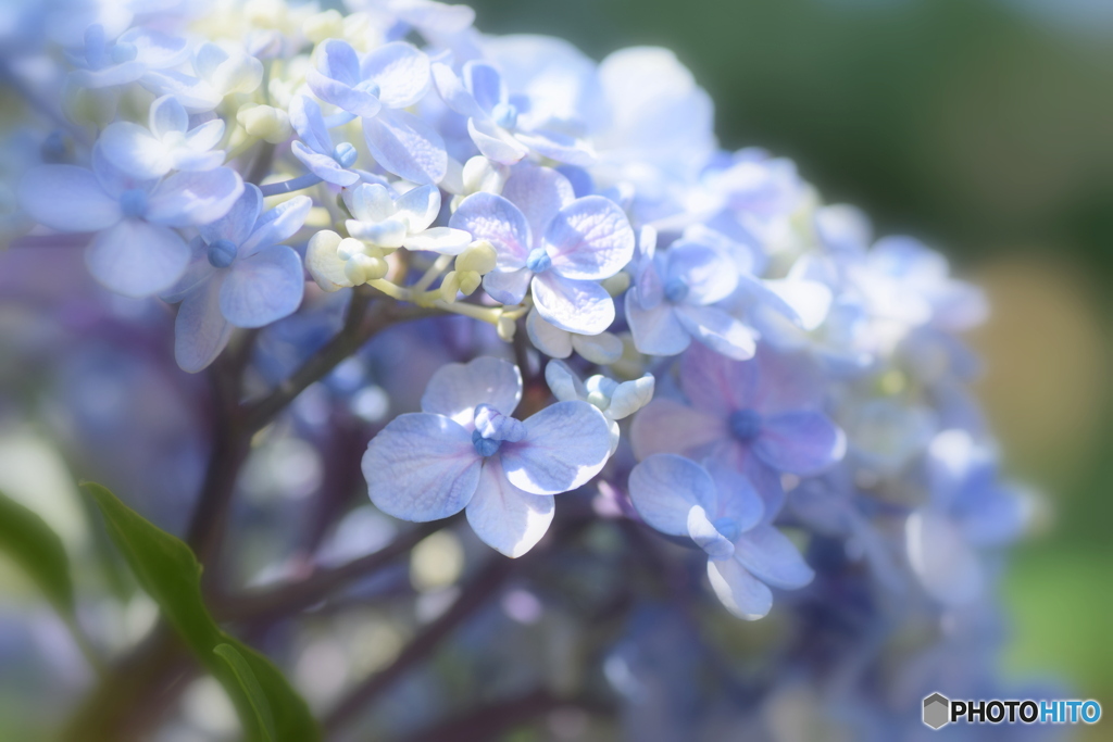 筋向いのお家の 紫陽花