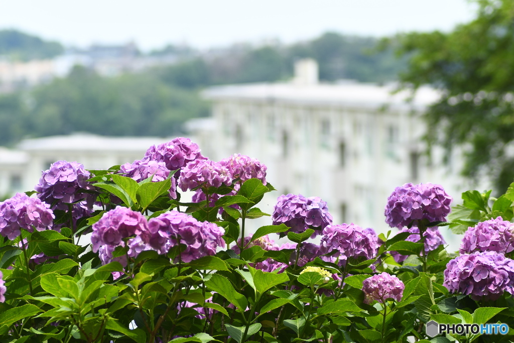 風景を眺めるお花たち