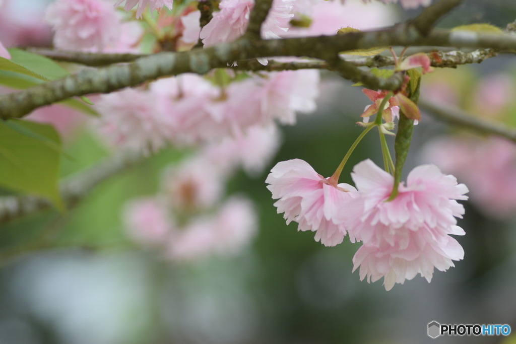 ありがとう 八重桜さん