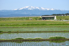 6月の 月山と田んぼ