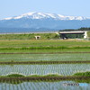 6月の 月山と田んぼ