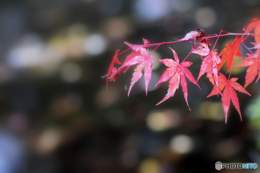 心字池の紅葉