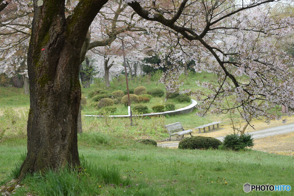 花見客を待つベンチ