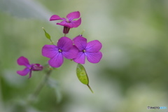 大判草のお花