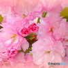 八重桜
