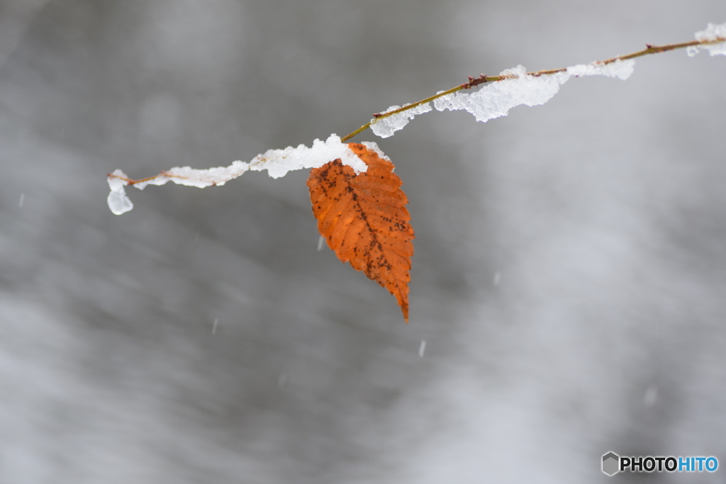 今日は雪になりました