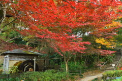 やっと紅くなりました