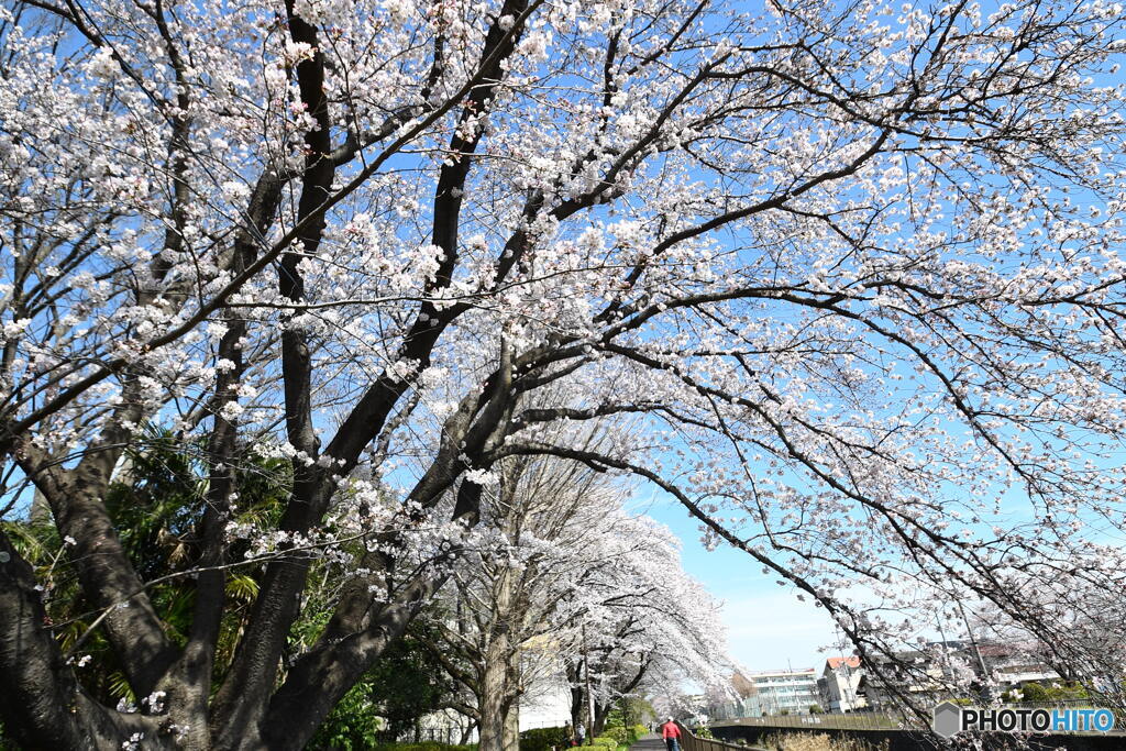 恩田川沿いの お散歩