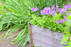 庭の隅に咲いてるお花
