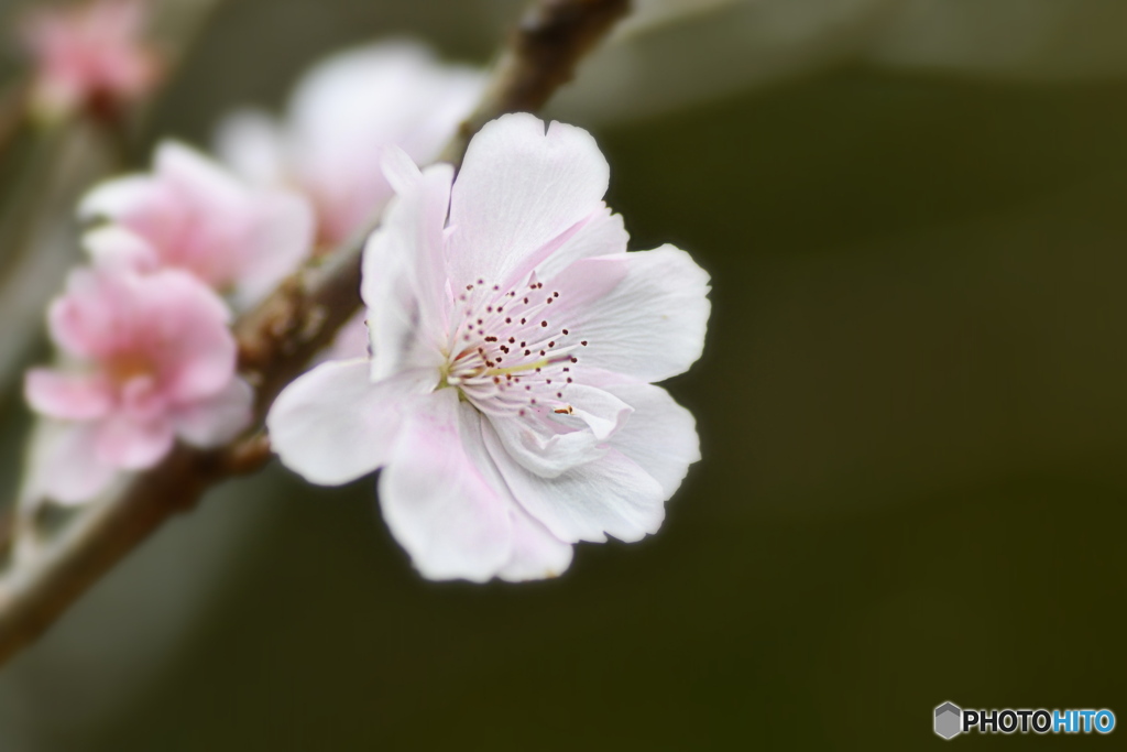 十月桜