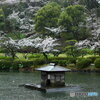 雨の薬師池公園②