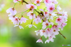 いつまでも楽しませてくれてありがとう ④