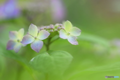 やっと紫陽花が咲き始めました