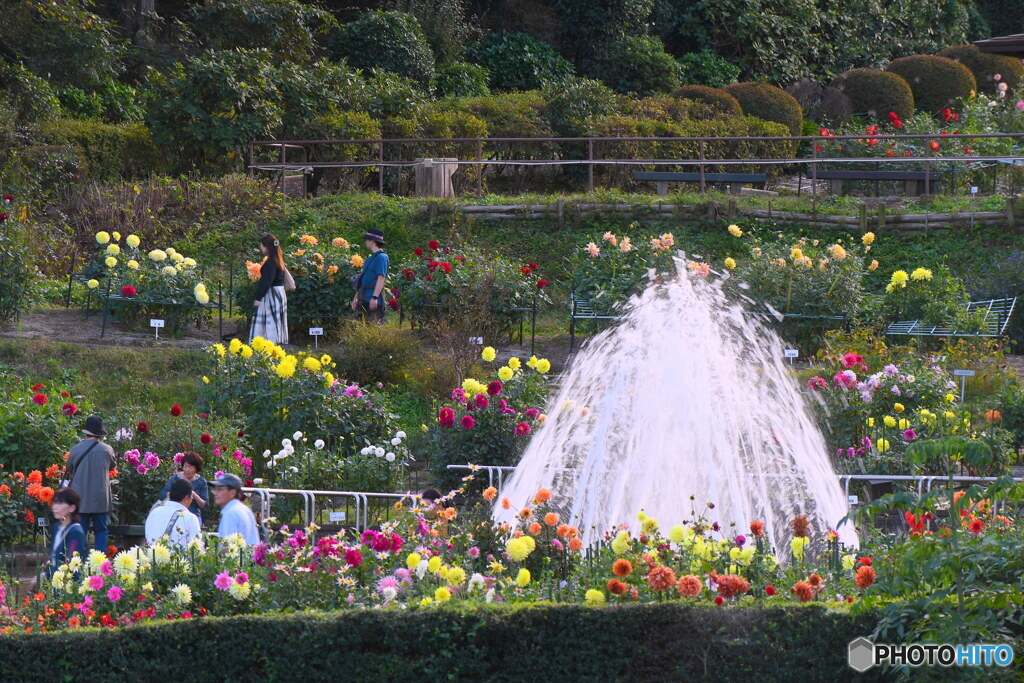 町田ダリア園