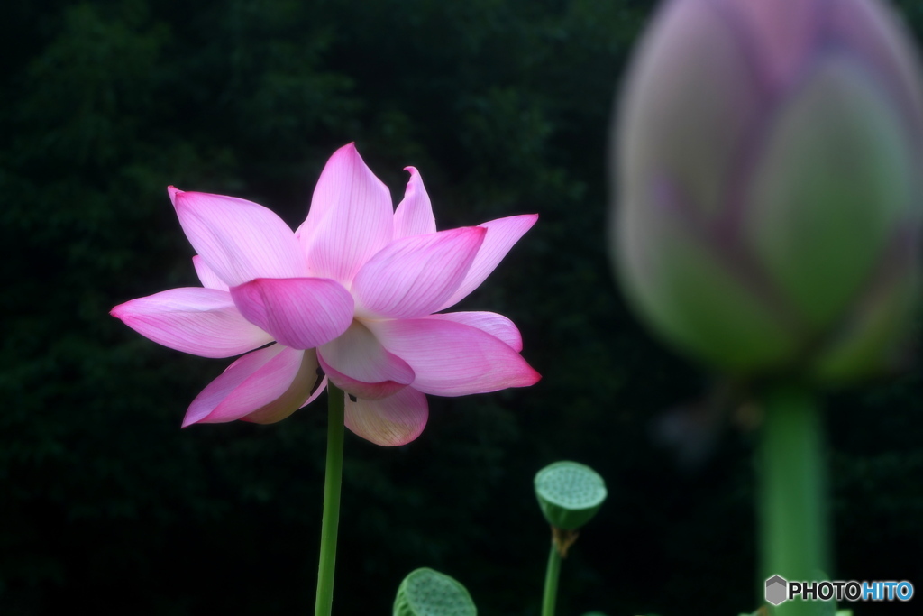 お盆のお花かな？