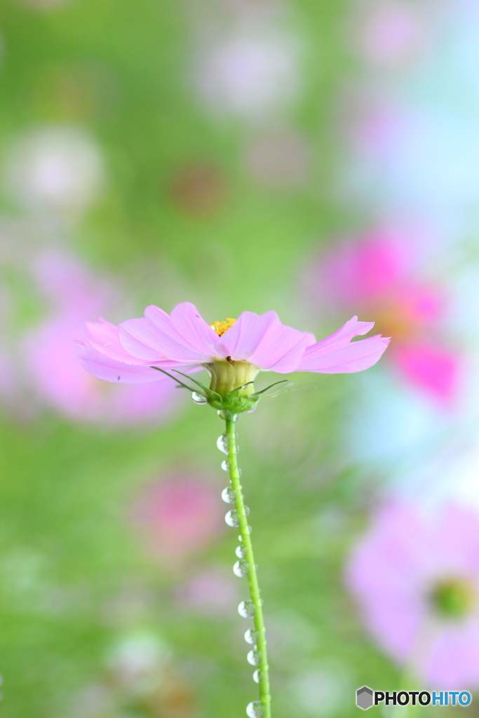コスモス♪