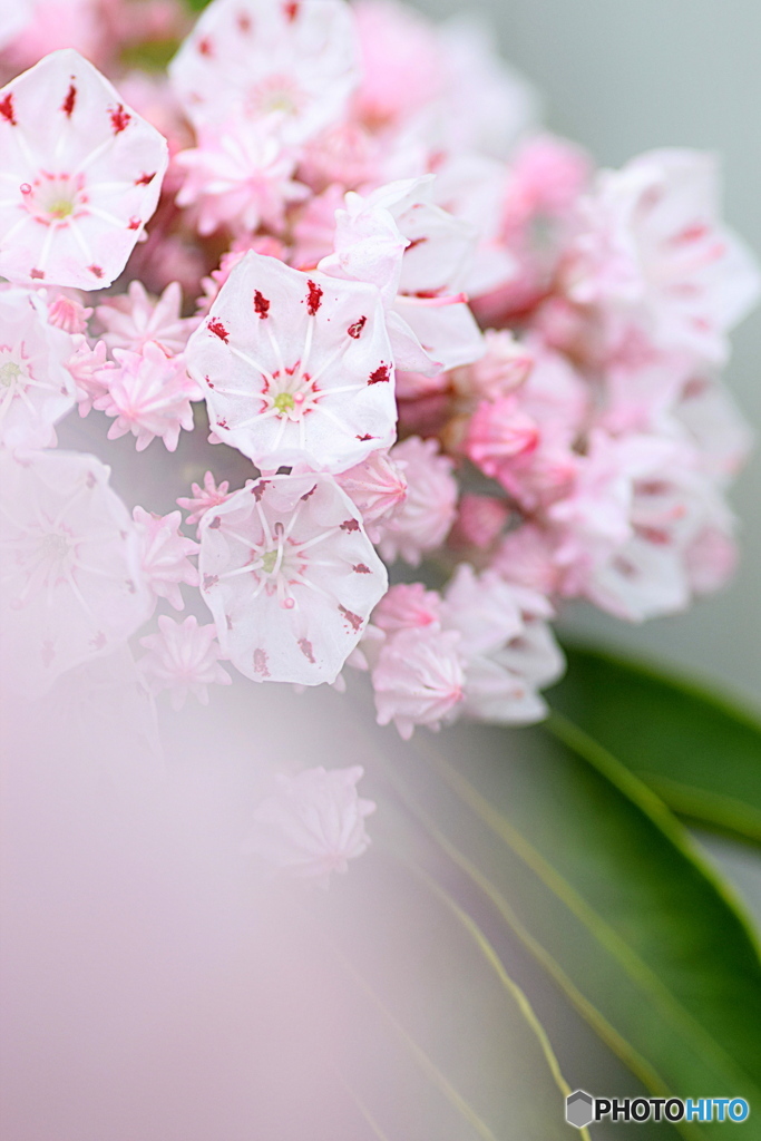 お散歩中に出会ったお花③