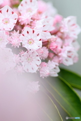 お散歩中に出会ったお花③