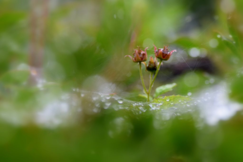 雨の中で遊ぶ三姉妹