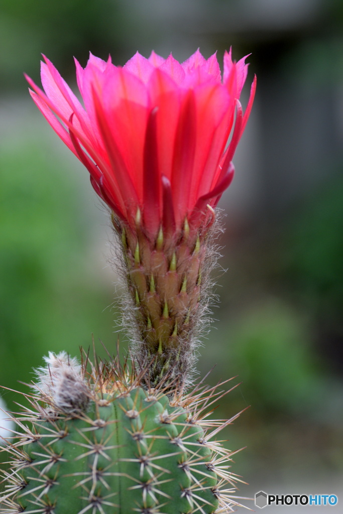 サボテンの花