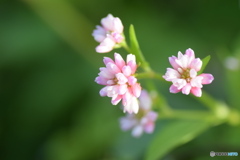 道端に咲く 可愛いお花
