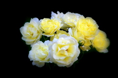 バラの花束を あなたにあげる