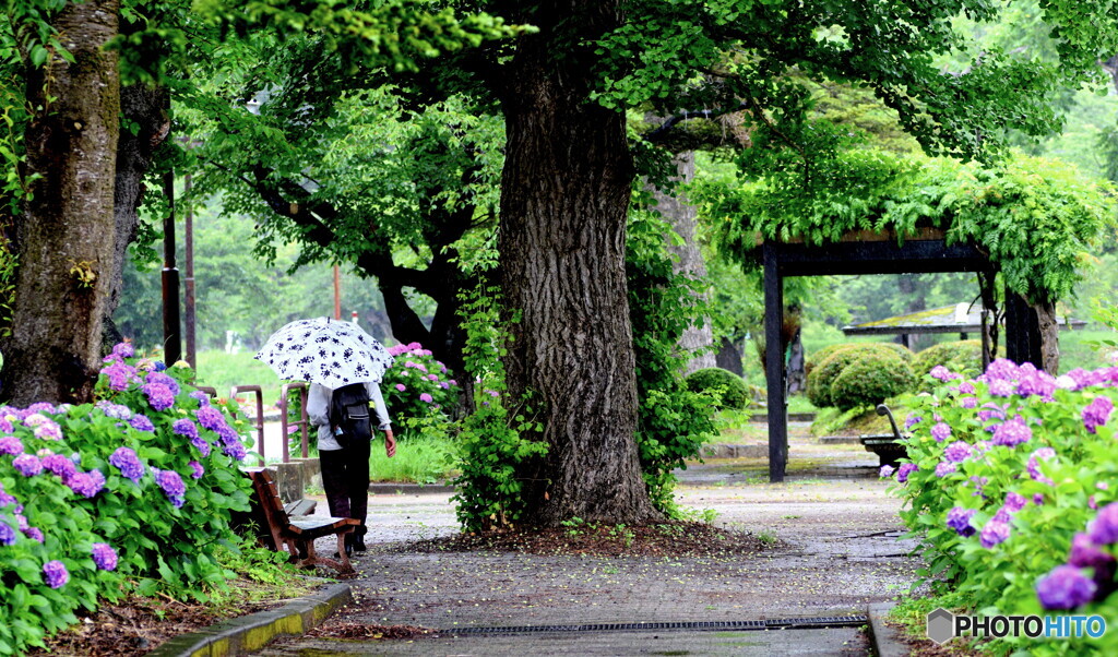 雨の公園