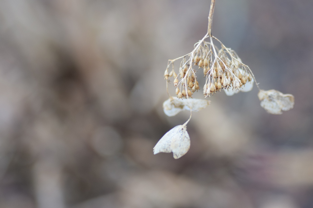 ３月の紫陽花