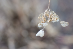 ３月の紫陽花