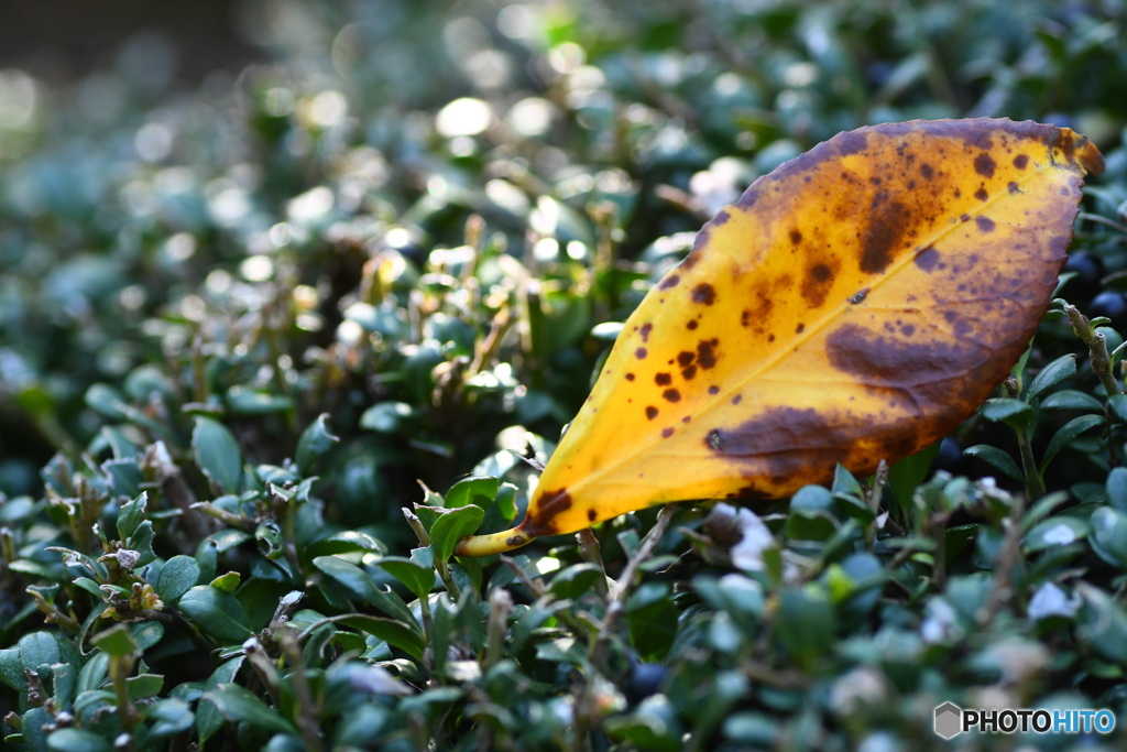 ちょっとお昼寝