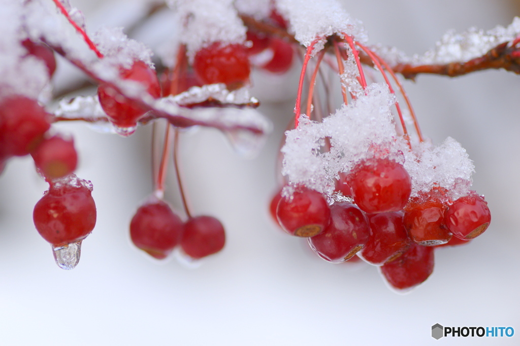 雪をかぶった 赤い実