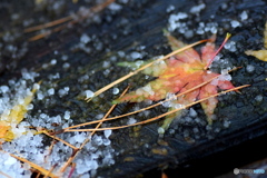 初めて雪が降った朝