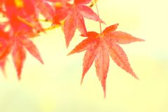 紅葉