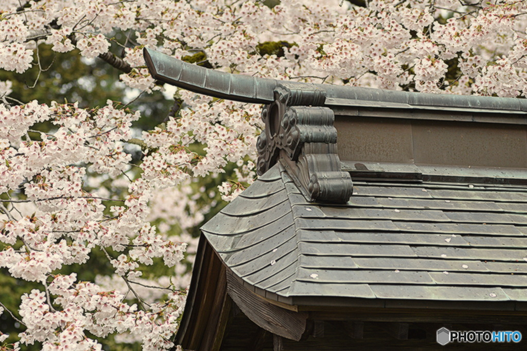 桜が満開